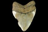 Massive, Fossil Megalodon Tooth - North Carolina #158240-1